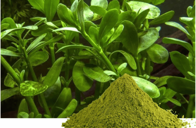 Ashwagex Plant