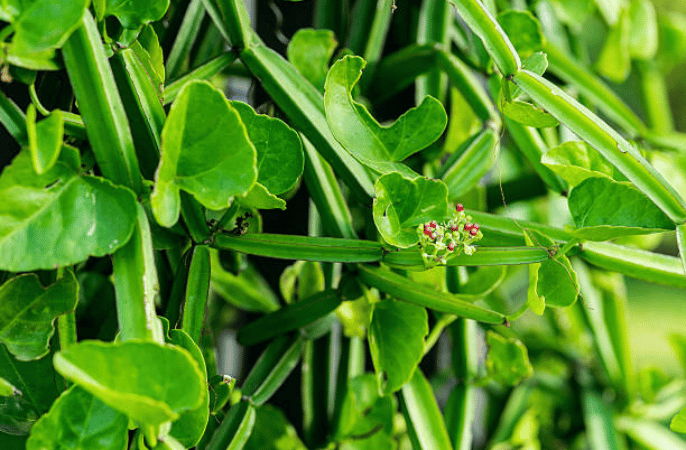 Ashwagex Plant
